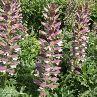 Acanthus Spinosus