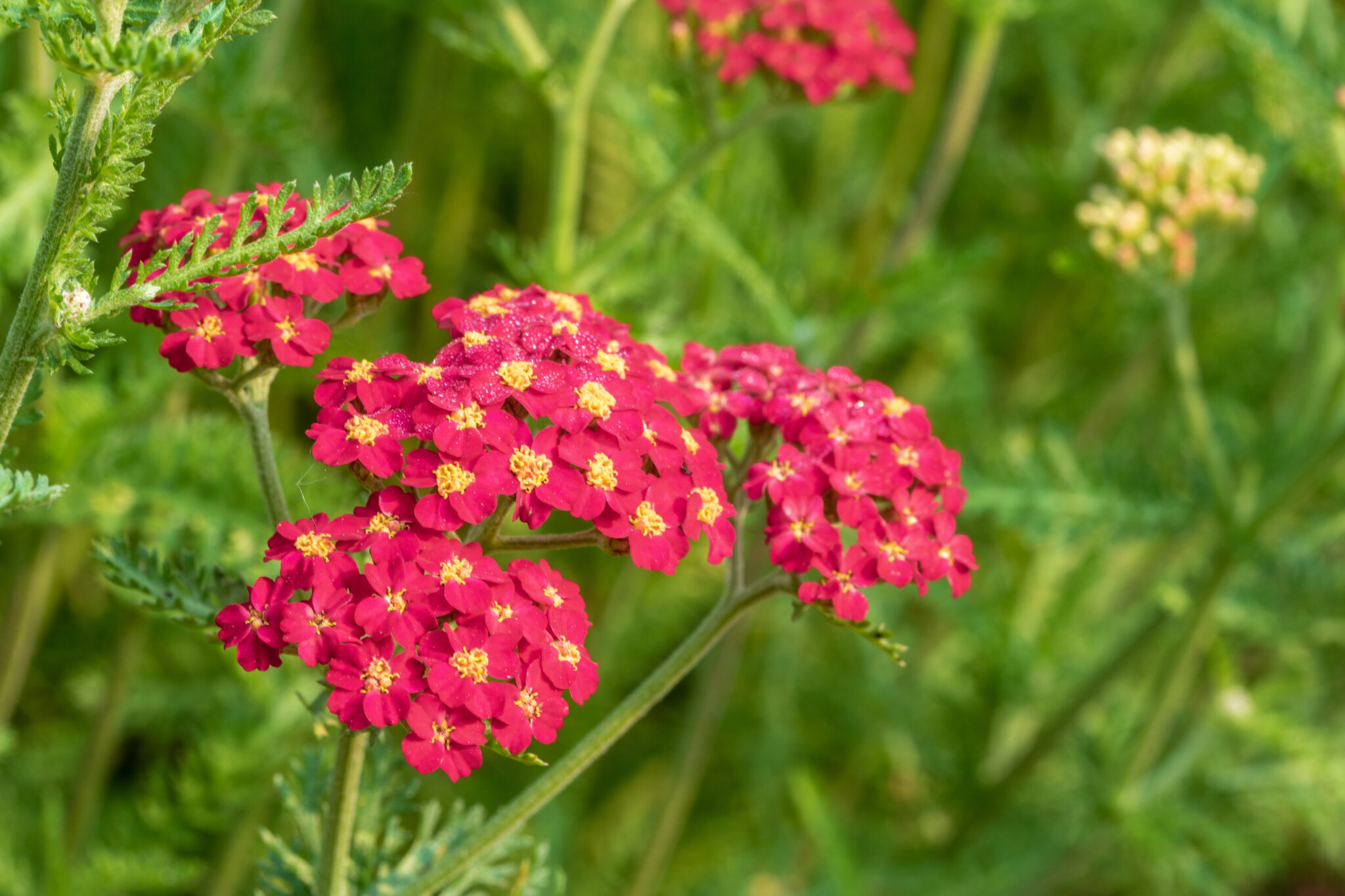 Achillea Millefolium 'Paprika' Plants To Your Door