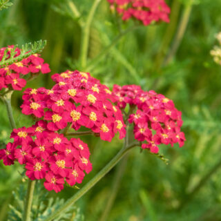 Achillea ‘Paprika’