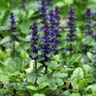 Ajuga Reptans Atropurpurea