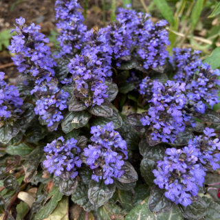 Ajuga Reptans Black Scallop