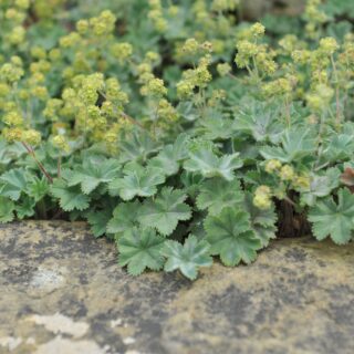 Alchemilla Erythropoda