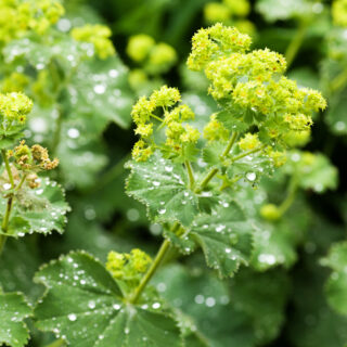 Alchemilla Mollis