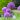 Allium. Purple onion flower
