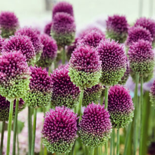 Allium Sphaerocephalon