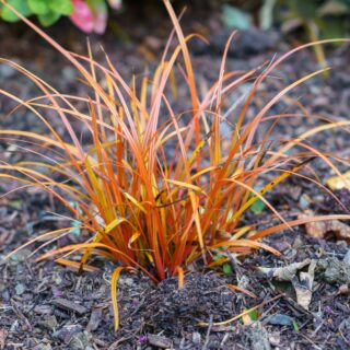 Anemanthele Lessoniana