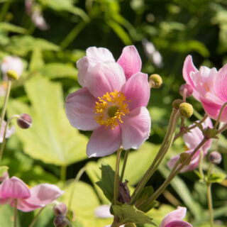 Anemone x Hybrida September Charm
