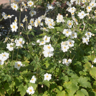 Anemone x Hybrida ‘Honorine Jobert’