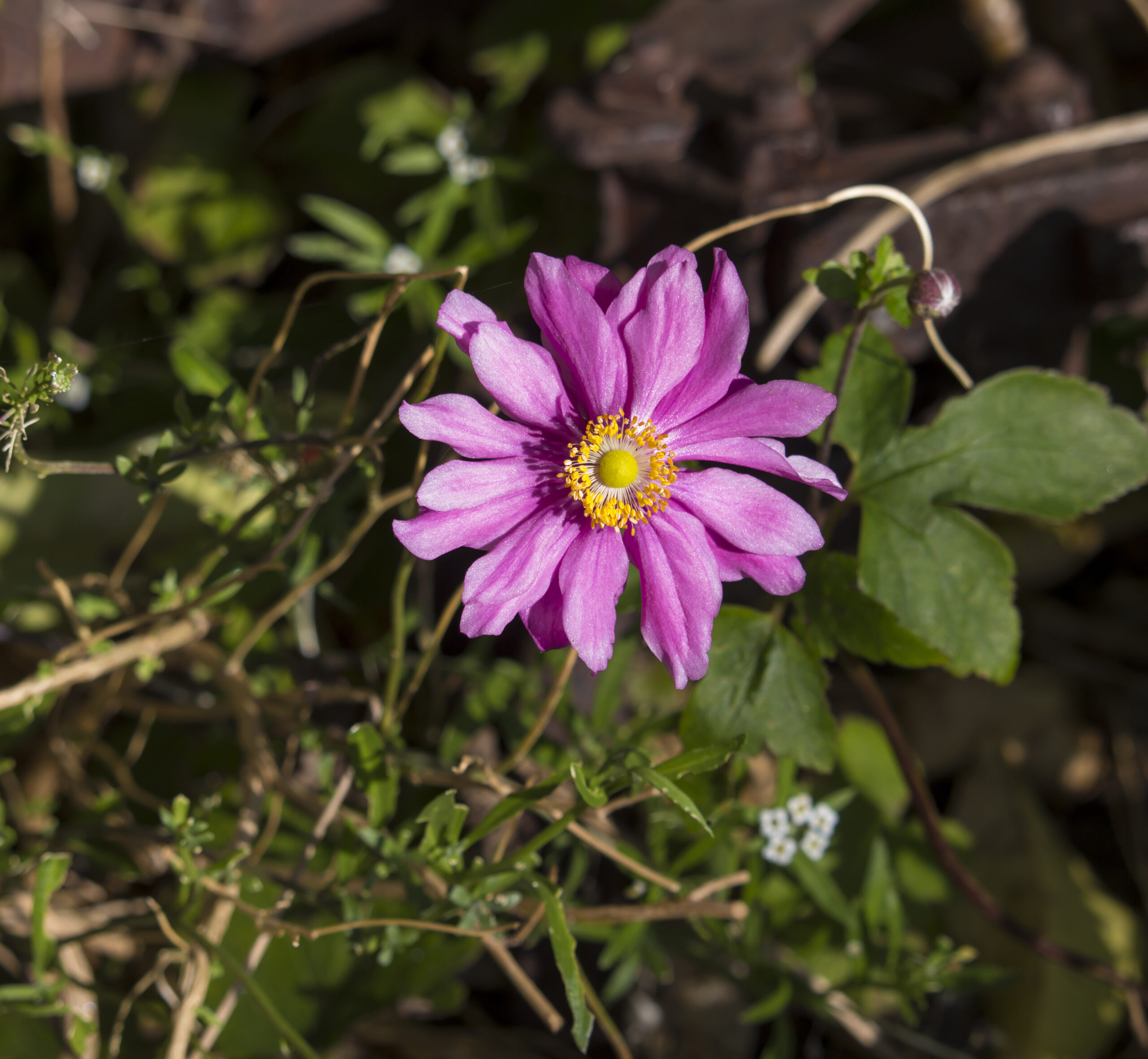 Anemone x Hybrida 'Prince Heinrich' Anemone x Hybrida 'Prince Heinrich'