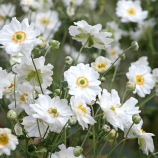 Anemone x Hybrida ‘Whirlwind’
