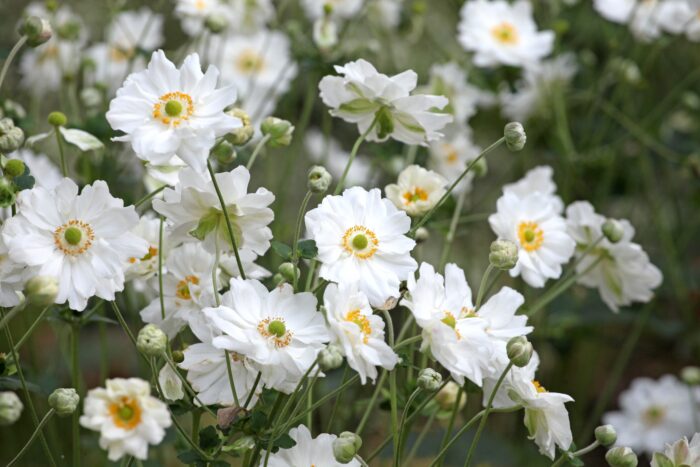 Anemone x Hybrida 'Whirlwind'