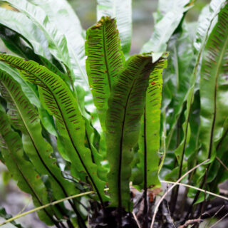 Asplenium Scolopendrium
