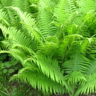Athyrium Filix-Femina