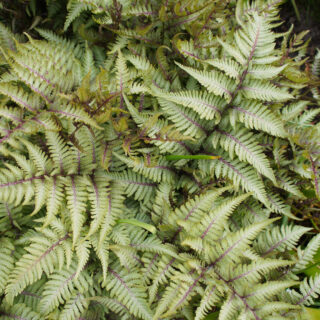Athyrium Niponicum Pictum ‘Metallicum’