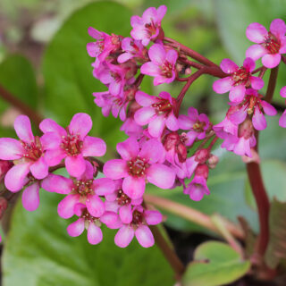 Bergenia Cordifolia