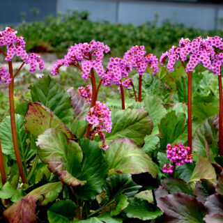 Bergenia Cordifolia ‘Rotblum’