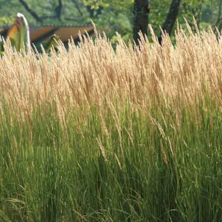 Calamagrostis x acu. ‘Karl Foerster