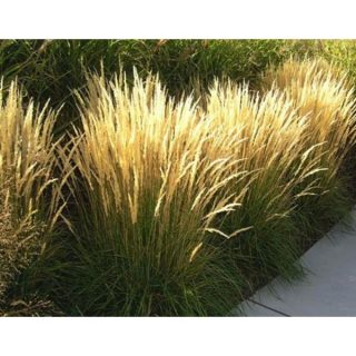 Calamagrostis x acu. ‘Karl Foerster2
