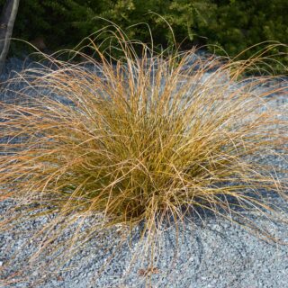 Carex Buchananii