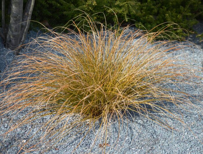 Carex Buchananii