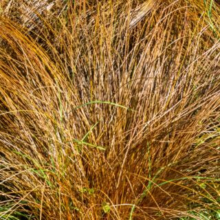 Carex Comans ‘Bronze Form’