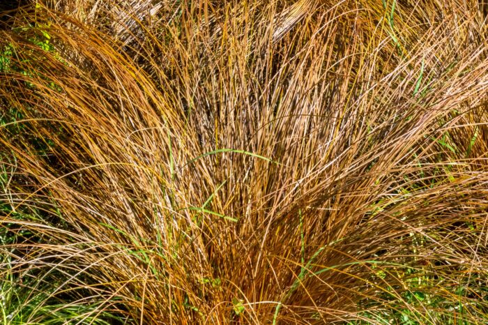 Carex Comans 'Bronze Form'