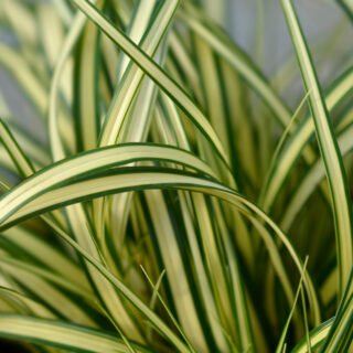 Carex Oshimensis ‘Evergold’