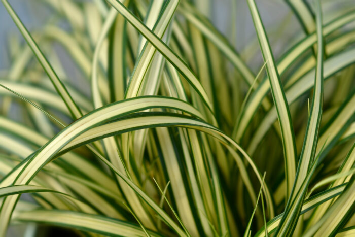 Carex Oshimensis 'Evergold'