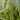 Carex Oshimensis ‘Evergold’