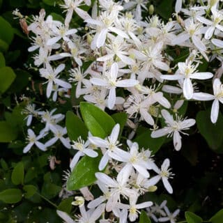 Clematis Armandi