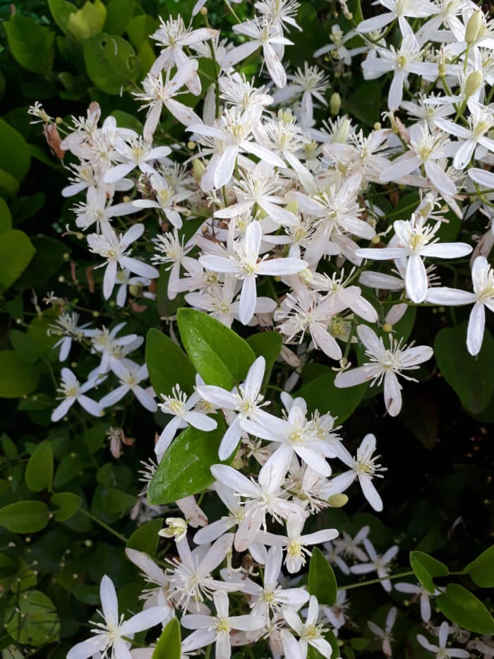 Clematis Armandi