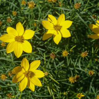 Coreopsis Verticillata ‘Zagreb’