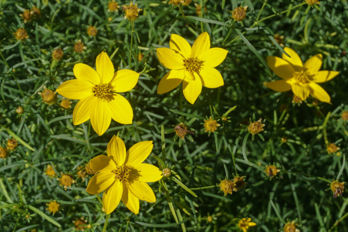 Coreopsis Verticillata 'Zagreb'