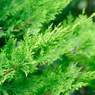 Cupressocyparis Leylandii