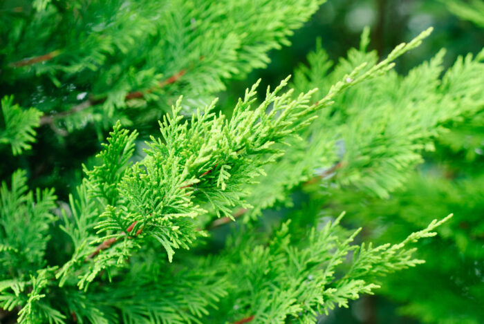 Cupressocyparis Leylandii