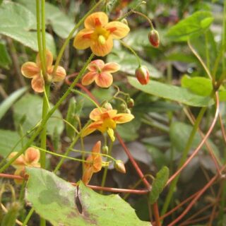 Epimedium x warleyense ‘Orangekonigin’Optimized