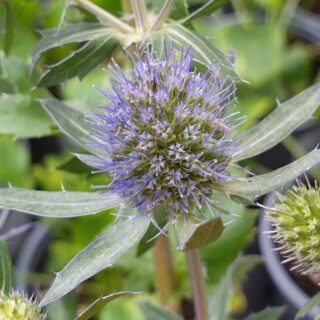 Eryngium-planum-Blauer-Zwerg