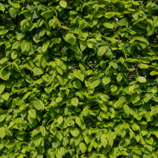 Fagus Sylvatica Hedge