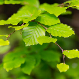 Fagus Sylvatica