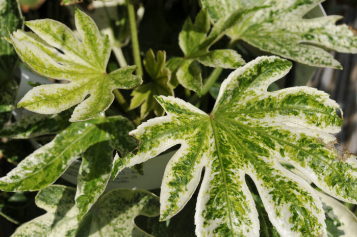 Fatsia Japonica 'Spider's Web'