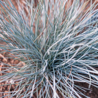 Festuca Glauca ‘Elijah Blue’