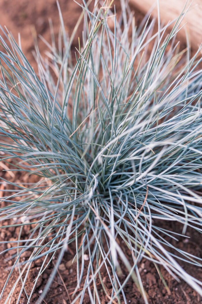 Festuca Glauca 'Elijah Blue'