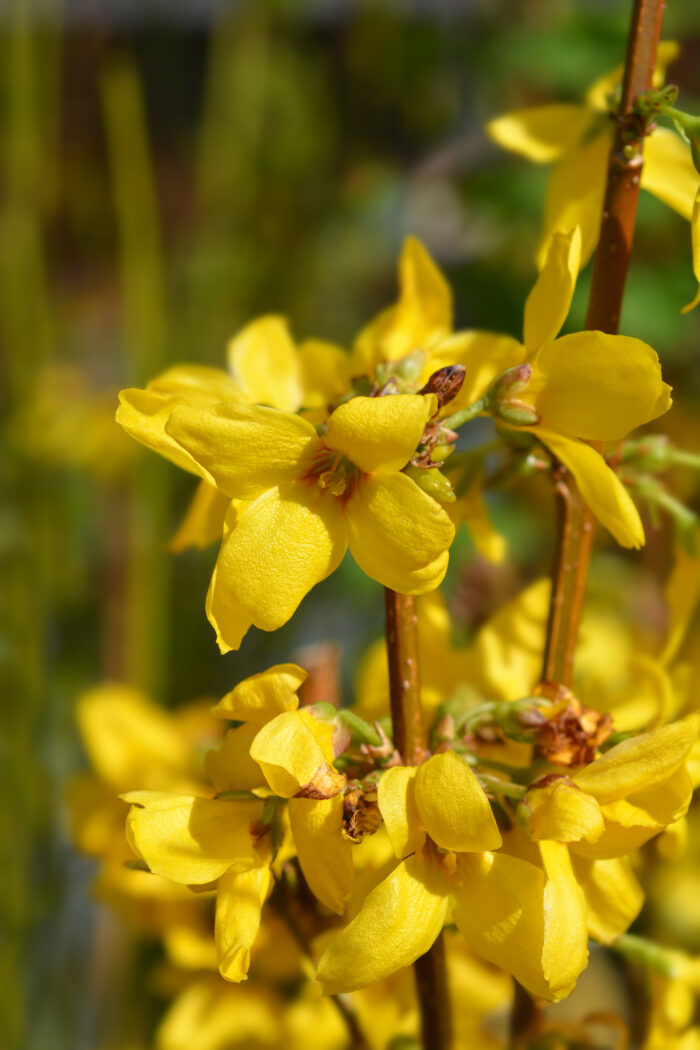 Forsythia x Intermedia 'Weekend'