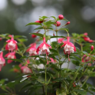 Fuchsia ‘Lady Thumb’
