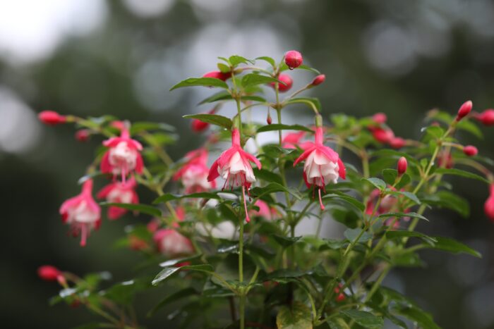 Fuchsia 'Lady Thumb'