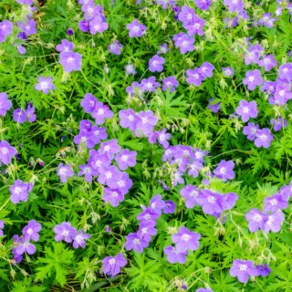 Geranium ‘Brookside’