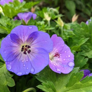 Geranium ‘Johnson’s Blue’