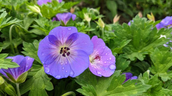 Geranium 'Johnson's Blue'