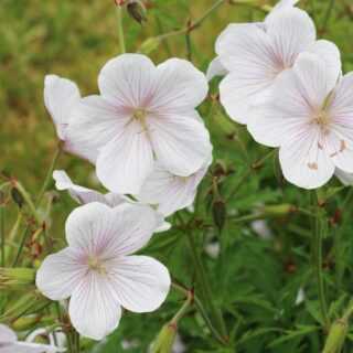 Geranium ‘Kashmir White’