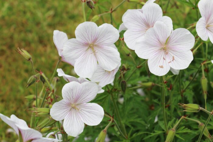 Geranium 'Kashmir White'